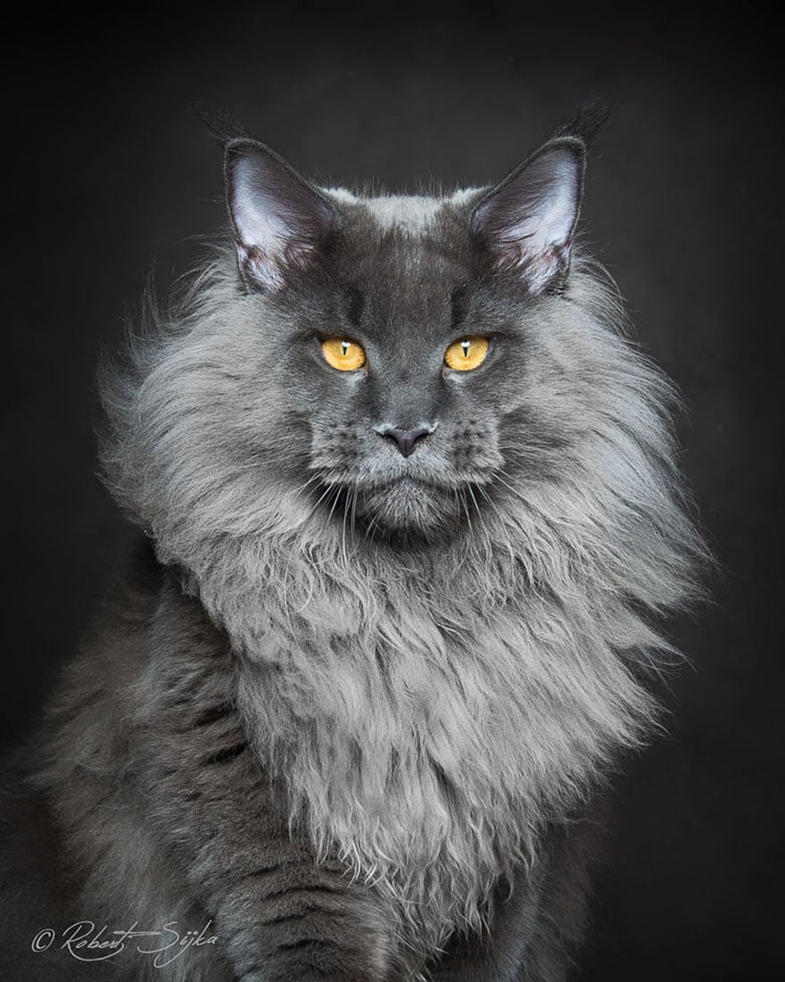 Minnie the Maine Coon Cat
